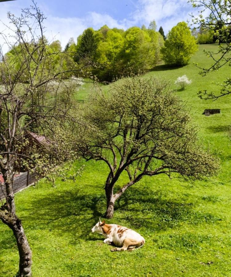 Farm stay Voinescu House - Natural Living & Eating Simon